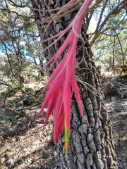 Tillandsia erubescens