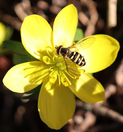 Unknown species found near Wayne, NJ 07470, USA