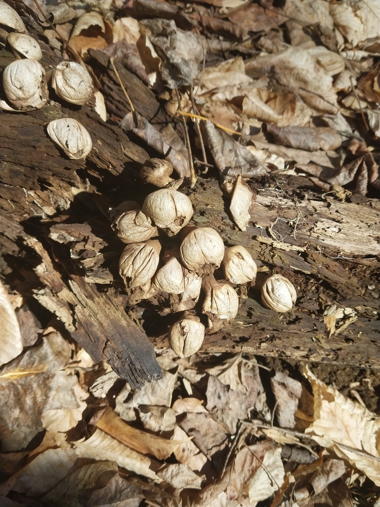Apioperdon pyriforme · March 2026 · photo: © choess (iNaturalist, cc-by-nc)