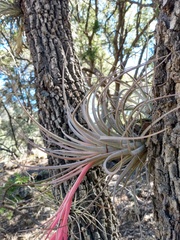 Tillandsia erubescens