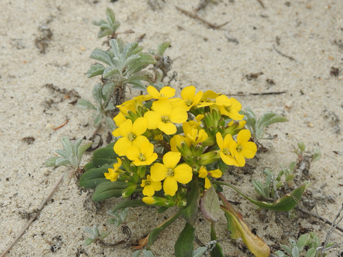 Menzies' wallflower (Erysimum menziesii)