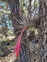 Tillandsia erubescens