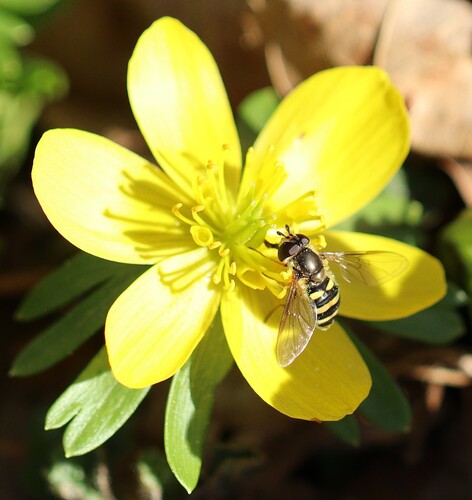 Unknown species found near Wayne, NJ 07470, USA
