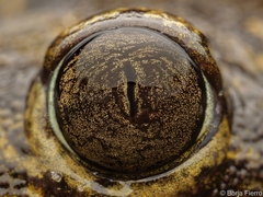 Western Spadefoot photo 3