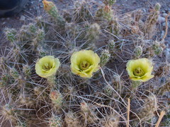 Grusonia