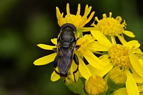 Yellow-thighed Thick-leg Fly photo 2