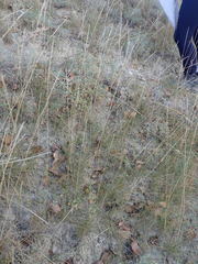 Dermacentor albipictus