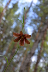 Fritillaria ruthenica