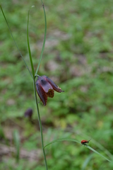 Fritillaria ruthenica