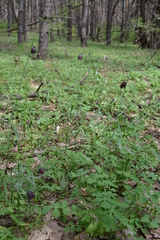 Fritillaria ruthenica