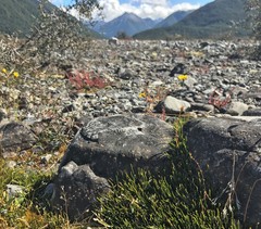 Carmichaelia uniflora
