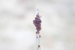 Dermacentor albipictus