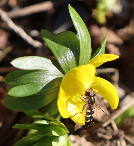 Unknown species found near Wayne, NJ 07470, USA