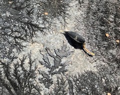 Carmichaelia uniflora