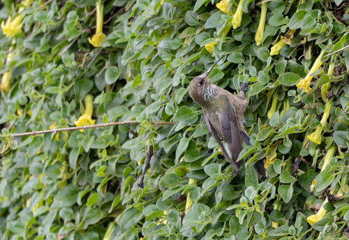Black-breasted Hillstar (Oreotrochilus melanogaster), photo 2