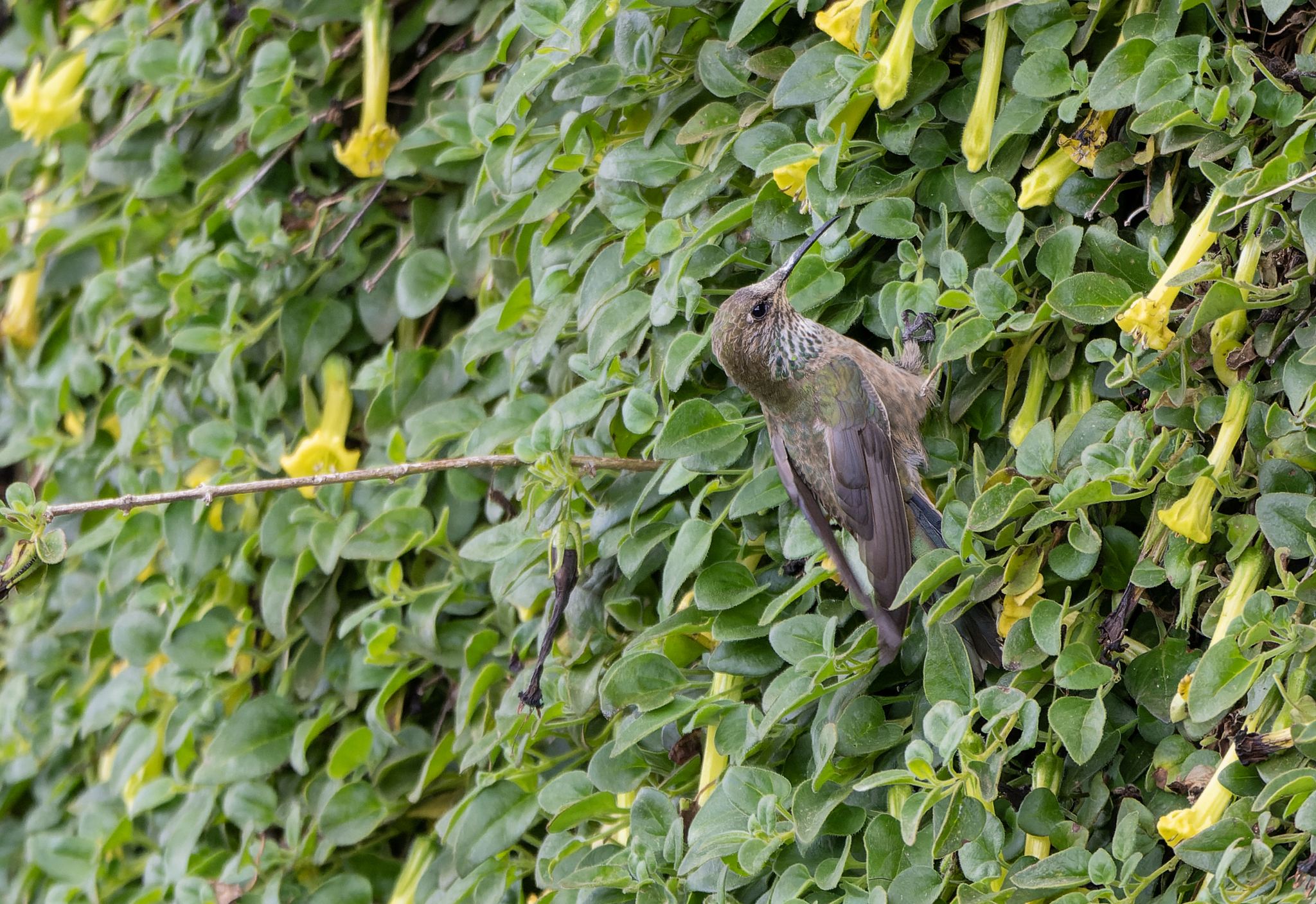 Black-breasted Hillstar (Oreotrochilus melanogaster), photo 2