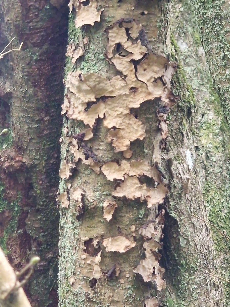 Stereum rugosum · March 2026 · photo: © sim_elliott (iNaturalist, cc0)