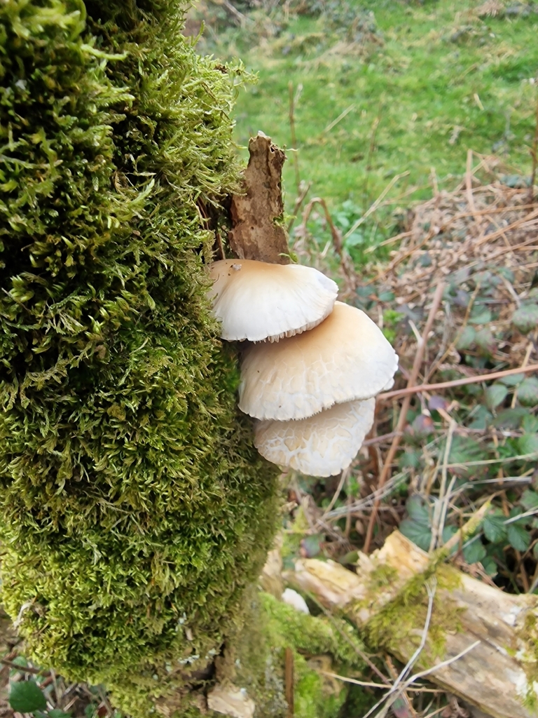 Cyclocybe cylindracea · March 2026 · photo: © sim_elliott (iNaturalist, cc0)