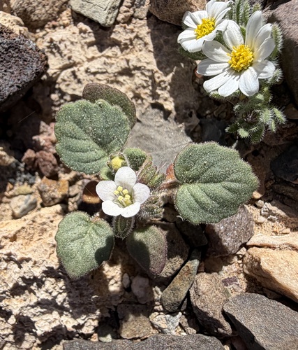 alkali phacelia (Phacelia neglecta)