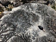 Carmichaelia uniflora