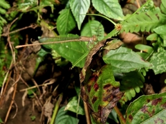 Ceriagrion olivaceum