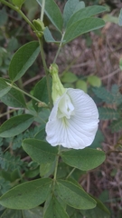 Clitoria ternatea albiflora