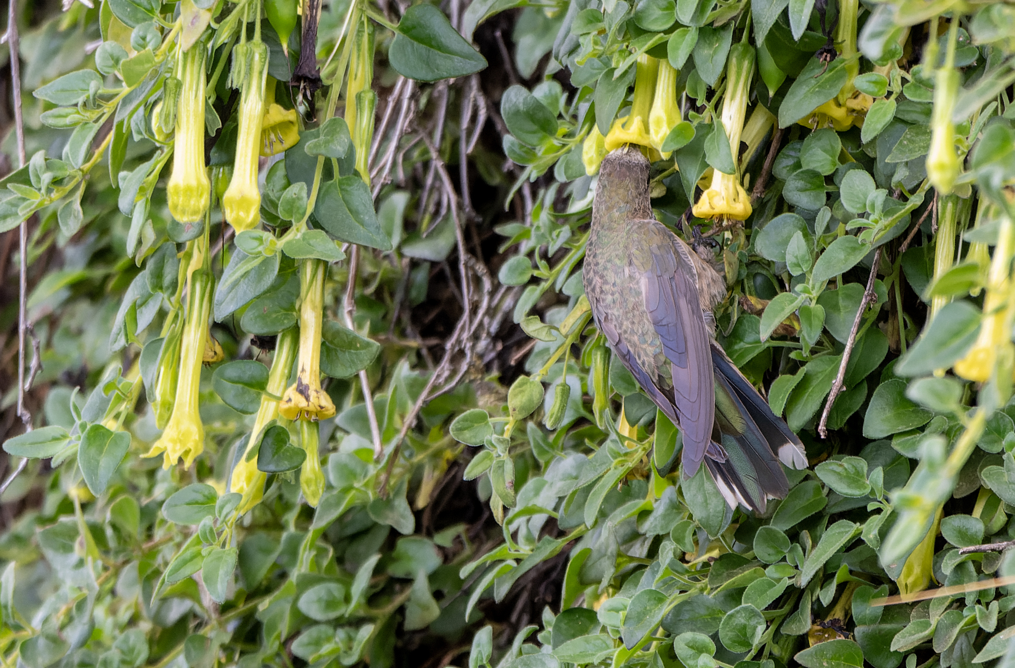 Black-breasted Hillstar (Oreotrochilus melanogaster), photo 3