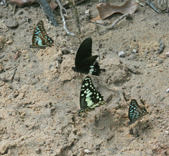 Papilio polytes romulus