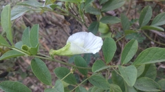 Clitoria ternatea albiflora
