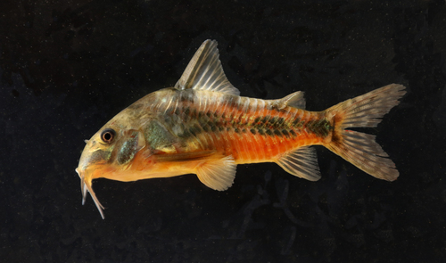 Blue leopard corydoras (Corydoras paleatus) — Callichthyidae — 3
