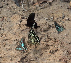 Papilio polytes romulus