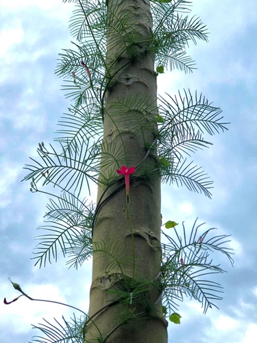 Cypress Vine
