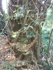 Hydrangea serratifolia