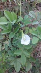 Clitoria ternatea albiflora