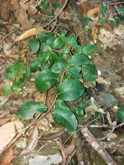 Hydrangea serratifolia