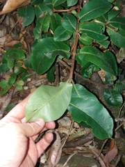 Hydrangea serratifolia