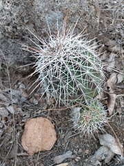 Echinocereus stolonifer tayopensis