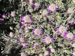 Dalea pulchra