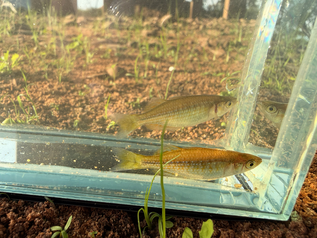 Checkered rainbowfish (Melanotaenia splendida) — Melanotaeniidae