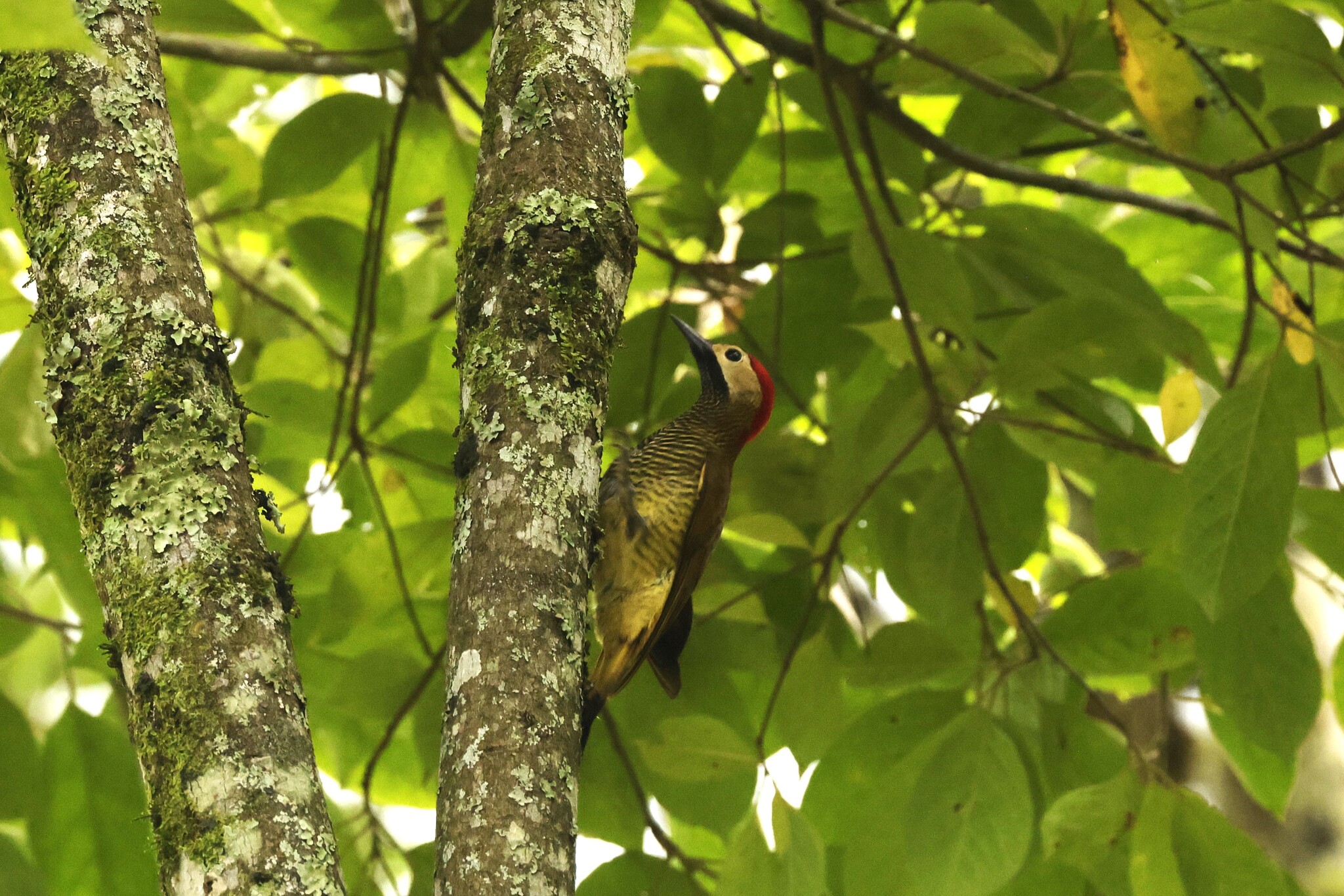Golden-olive Woodpecker (Colaptes rubiginosus), photo 9
