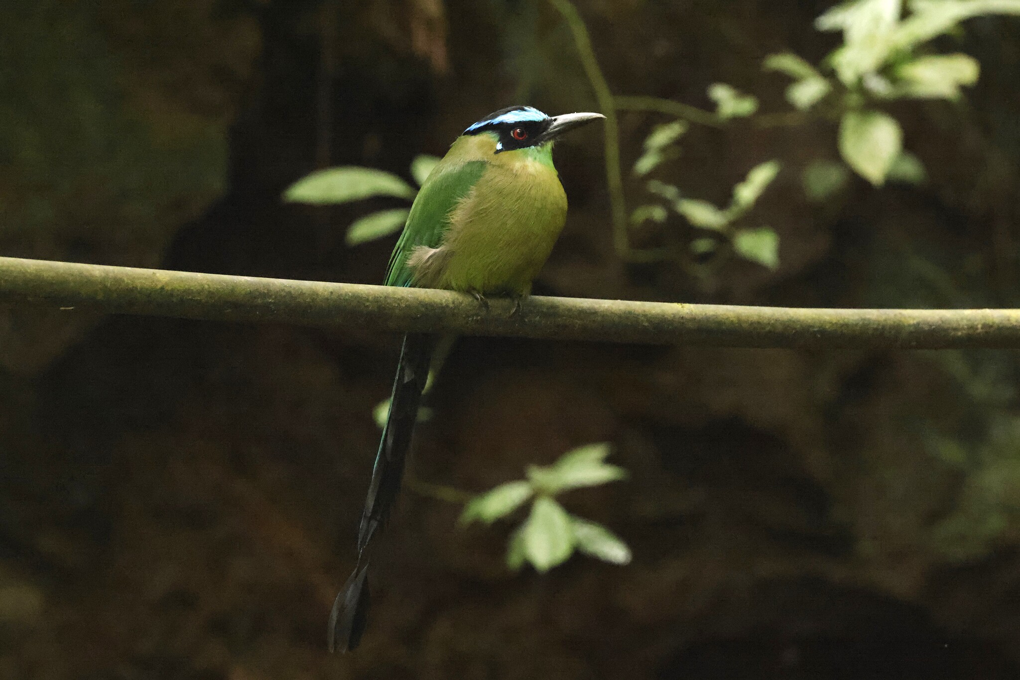 Andean Motmot (Momotus aequatorialis), photo 4
