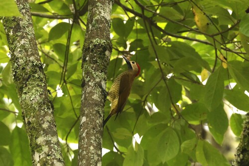 Golden-olive Woodpecker (Colaptes rubiginosus), photo 8