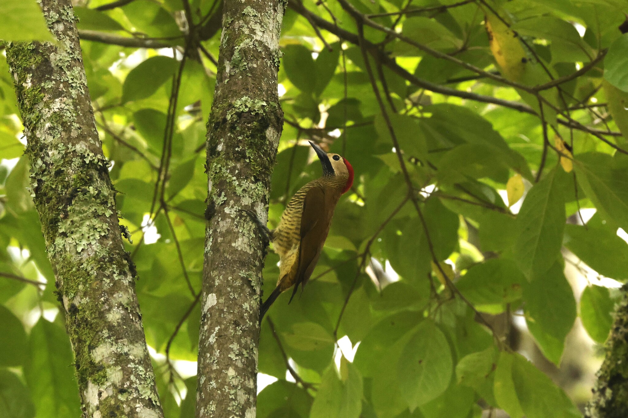 Golden-olive Woodpecker (Colaptes rubiginosus), photo 10