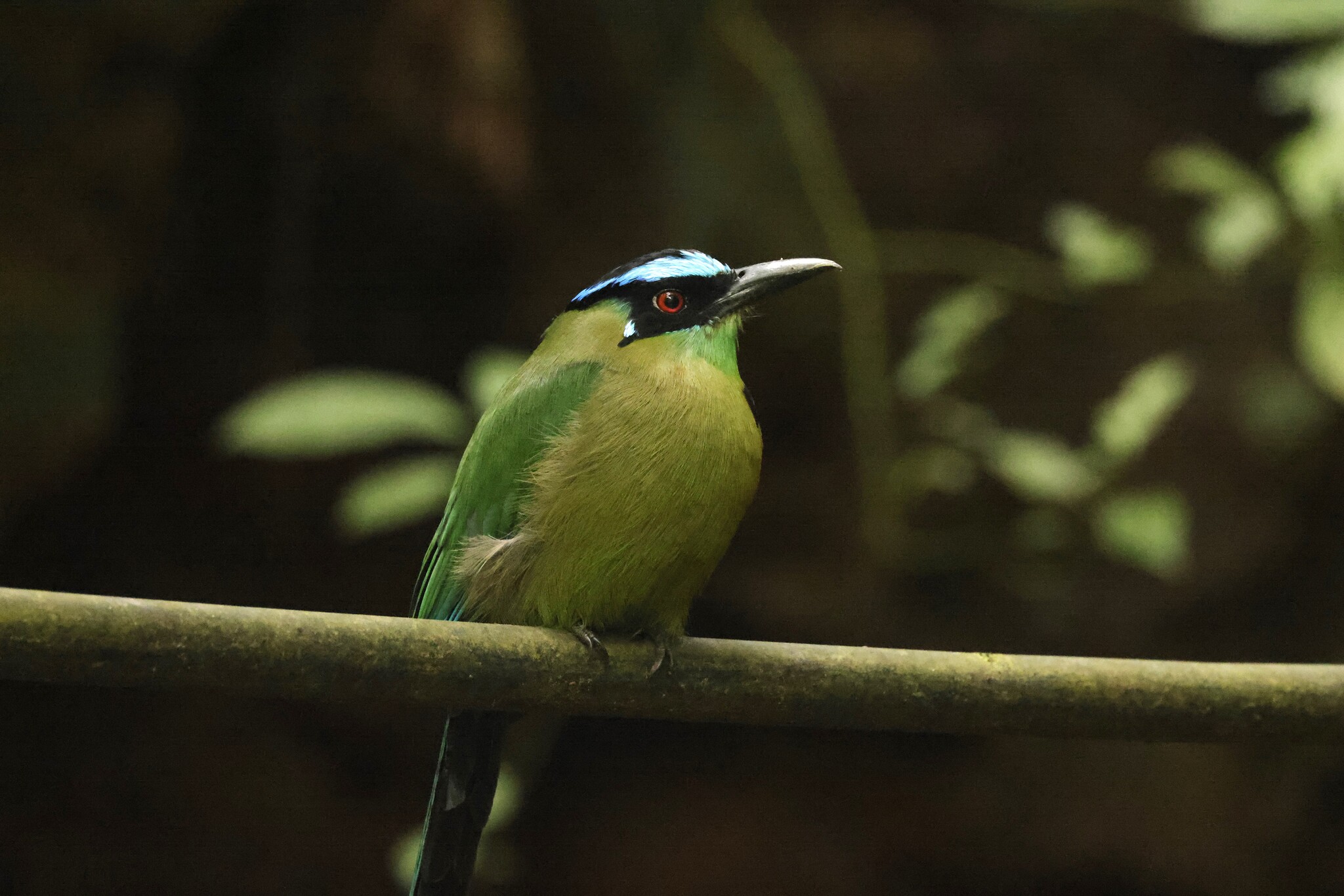 Andean Motmot (Momotus aequatorialis), photo 3