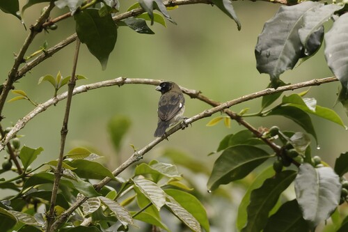 Black-and-white Seedeater (Sporophila luctuosa), photo 6