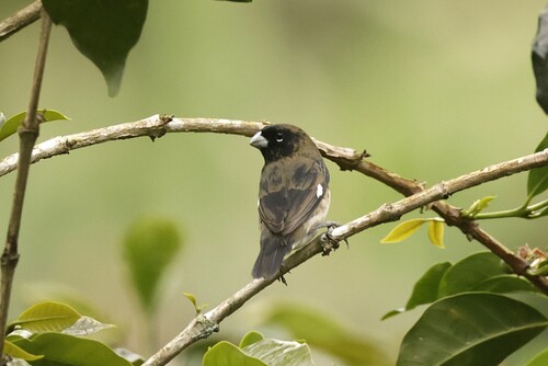 Black-and-white Seedeater (Sporophila luctuosa), photo 2