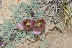 Nototriche castillonii