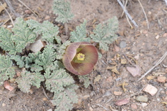 Nototriche castillonii