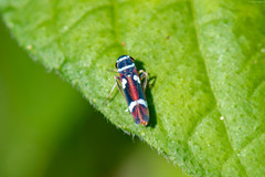 Macugonalia leucomelas