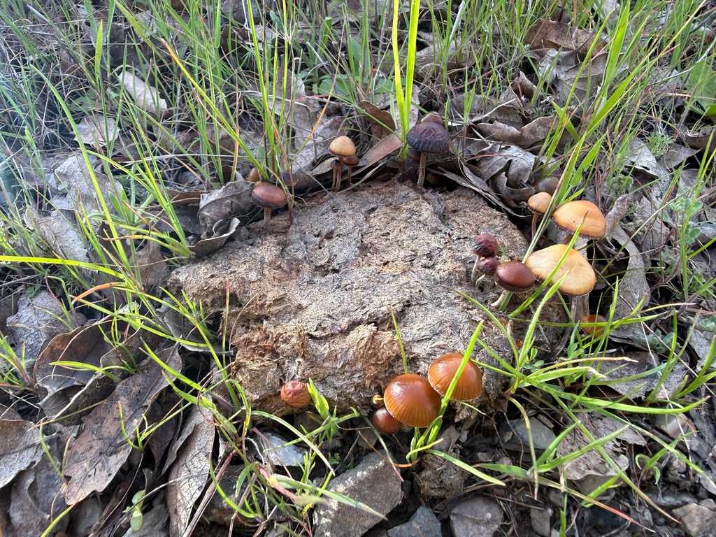 Deconica coprophila · February 2026 · photo: © kpapoulias (iNaturalist, cc-by)